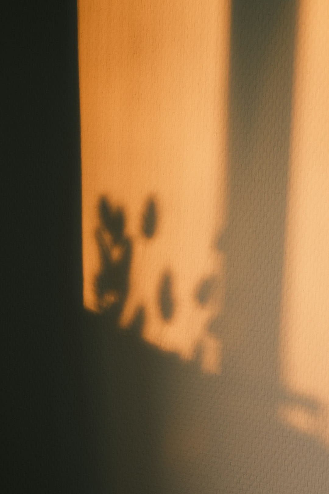 陈皮是用哪种桔子做的